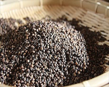 Trà nụ vối có công dụng gì mà nhiều người thích uống như vậy?