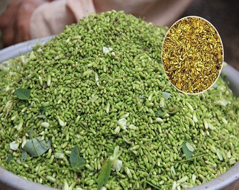 Lưu ý sử dụng hoa hòe khô tốt nhất