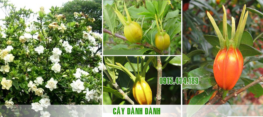 Cây dành dành