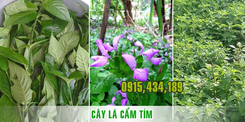 cây lá cẩm tím tươi nguyên chất
