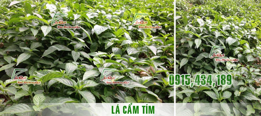 lá cẩm tím