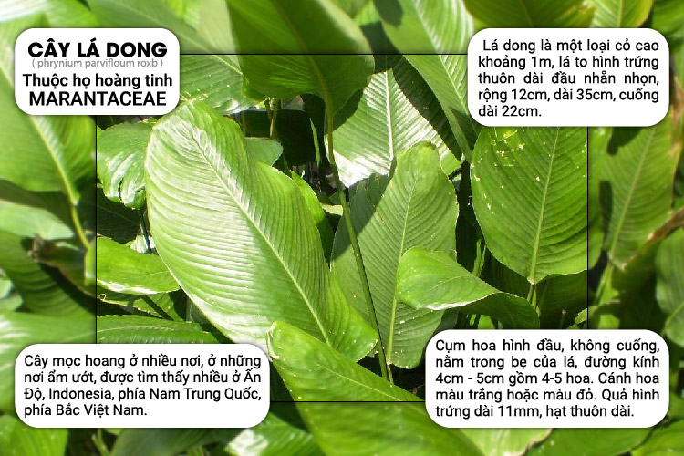 Bột Lá Dong Nguyên Chất Đảm Bảo VSATTP