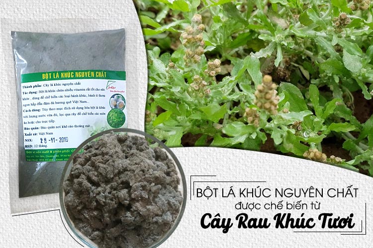 Bán bột lá khúc nguyên chất 100% tại Hà Nội, Sài Gòn