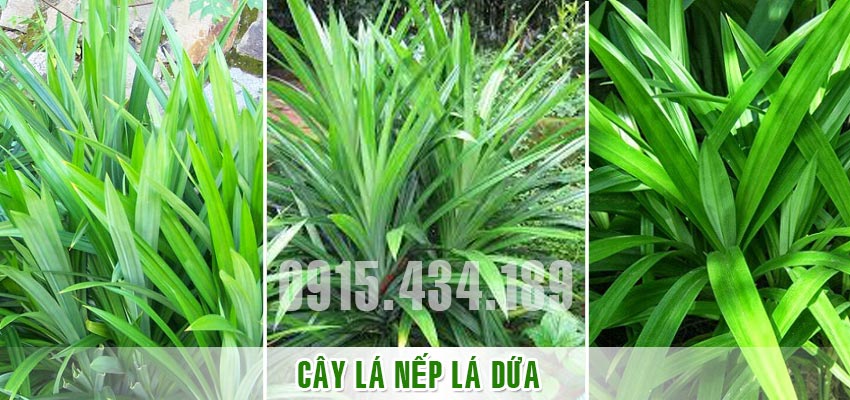 Cây lá nếp lá dứa tươi