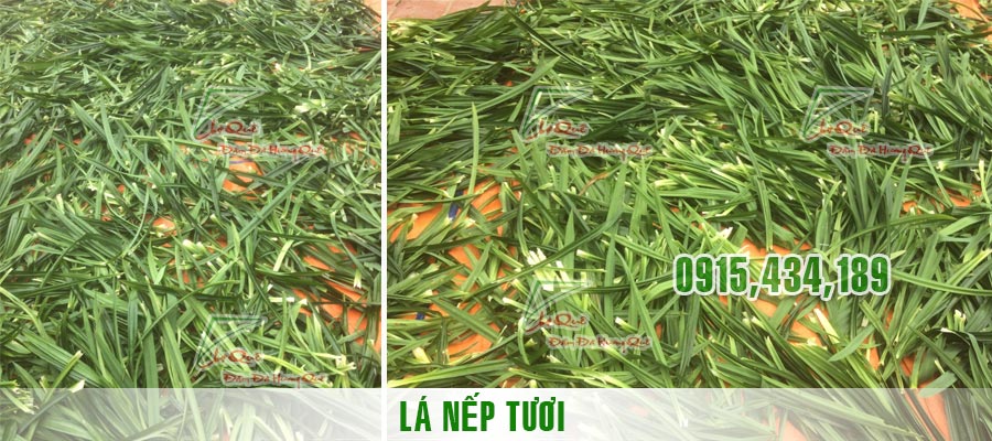 Lá nếp tươi
