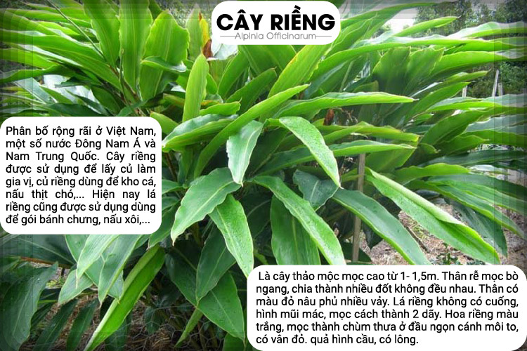 Bột Lá Riềng Nguyên Chất Từ Tự Nhiên 