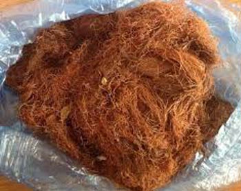 Râu Ngô Khô Nguyên Chất Trị Sỏi Thận